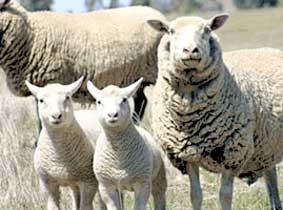 Nghiên cứu giảm stress cho gia súc