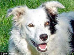 Chó có thể hiểu hơn 
1.000 từ !