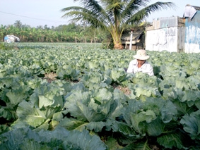 Hứa hẹn mùa bội thu