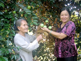 Dâu thảo