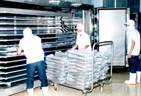 Triển vọng cá tra Việt Nam trong năm 2011