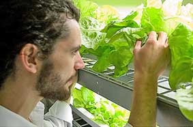 Trồng trọt không cần đất và nắng