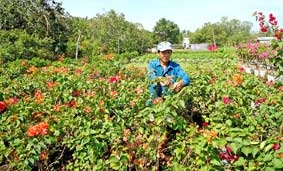 Hoa kiểng Tết sẽ hút hàng ?