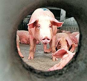 Huấn luyện heo đi “bô”