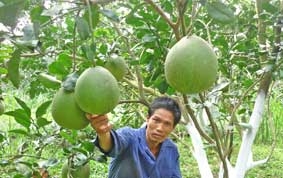 "Gắn" cây bưởi da xanh với đất nhiễm phèn, mặn