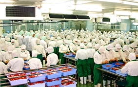 Phát huy tiềm năng và lợi thế của khu vực Đồng bằng sông Cửu Long