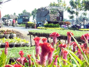 Sôi động thị trường hoa, kiểng Tết