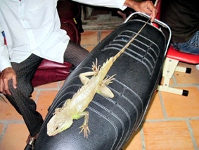 CÀ MAU: Bắt được kỳ nhông lạ