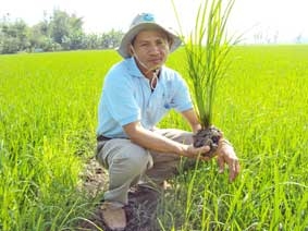 Tỉ phú "lúa một tép"