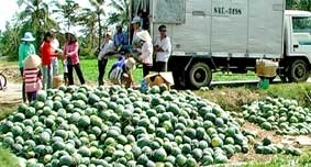 Trúng mùa dưa hấu Tết