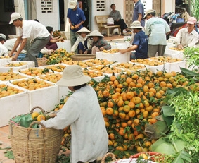 Tết đến với nhà vườn quýt hồng Lai Vung