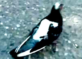 Bắt bồ câu vận chuyển ma túy