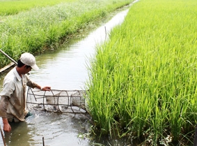 Vụ tôm mới, nỗi lo cũ