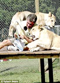 Sống chung với sư tử!