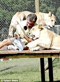 Sống chung với sư tử!