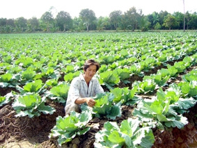 Nguồn cung dồi dào, giá ổn định