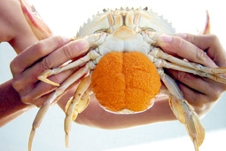 Giá cua cao kỷ lục - nông dân có nguồn thu khá