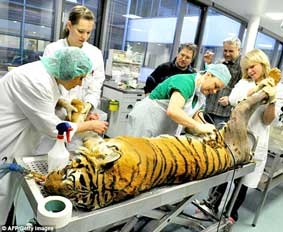 Thay khớp hông cho hổ