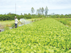 Những mảng xanh đô thị