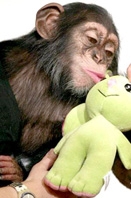 Tinh tinh con tự làm “búp bê”