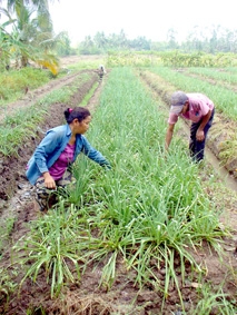 Những chuyện vui của đồng bằng