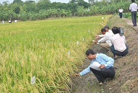 Khởi nguồn từ nông nghiệp