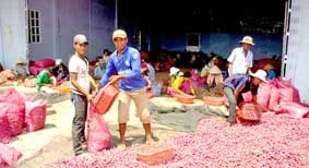 Hành tím trúng giá