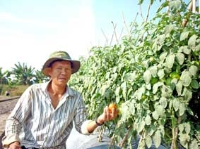 Hướng đến trồng và sử dụng <br>
rau màu an toàn