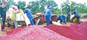 Giá cà phê xuất khẩu tăng, <br>
Ai được lợi ?