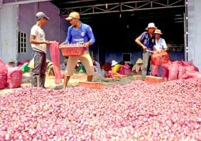 Nông dân Sóc Trăng trúng mùa hành tím