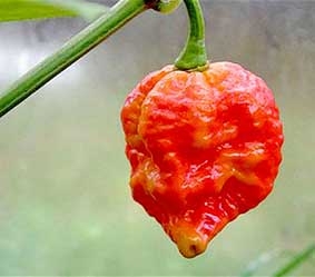 Kỷ lục ớt cay 
lại bị phá