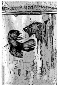 Ngồi buồn nhớ cá thia thia