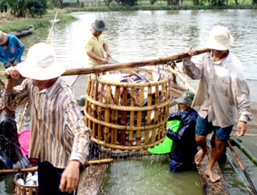Thiếu nguồn giống chất lượng