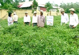 Trà Vinh: Trồng ớt hiểm lãi hơn 15 triệu đồng/công