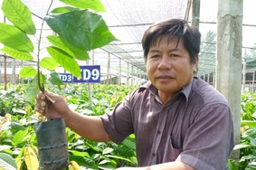 BẾN TRE: Sản xuất 2,1 triệu cây ca cao giống cung cấp cho thị trường