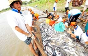 Bất cập từ ao cá tra