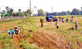 Liệu có khủng hoảng giá lương thực ?