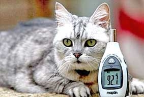 Mèo kêu không thua tiếng Boeing