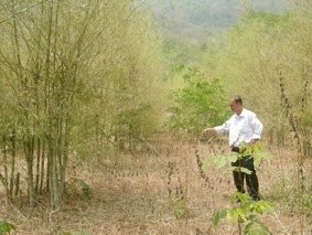Căng thẳng phòng chống cháy rừng