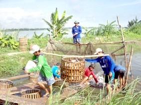 Giá cá tra nguyên liệu đạt 25.000 đồng/kg
