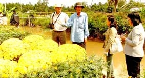 Triển vọng mới cho hoa kiểng Đồng Tháp