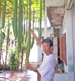 Một hộ trồng mướp hương dài hơn 2m