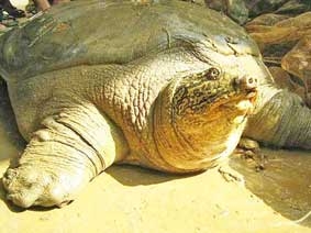 Rùa có nguy cơ 
tuyệt chủng cao nhất