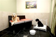Khách sạn 5 sao cho chó cưng