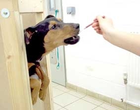 Chó chỉ ăn được 
khi đứng... 2 chân