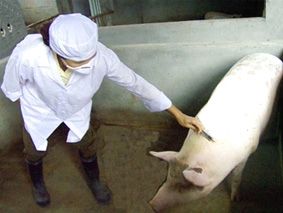 TIỀN GIANG: Dịch bệnh lở mồm long móng lan rộng