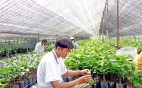 Cây ca cao giống đang hút hàng