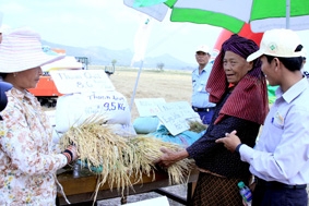 Cái nhìn khác về lúa vùng biên