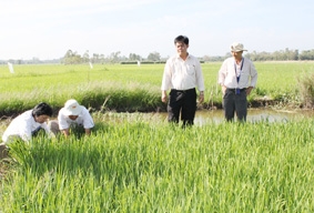 Đẩy mạnh sản xuất lúa hàng hóa cho tiêu dùng và xuất khẩu