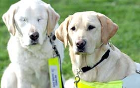Nhờ chó dẫn đường 
cho... chó